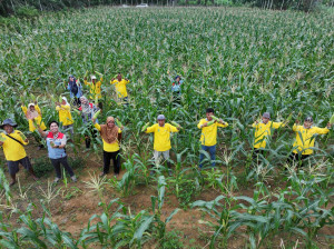 Sukses Panen Jagung dan Tomat, Petani Binaan Pertamina EP Jambi Field Siap Garap Lahan yang Lebih Luas, PETAJAMBI.COM